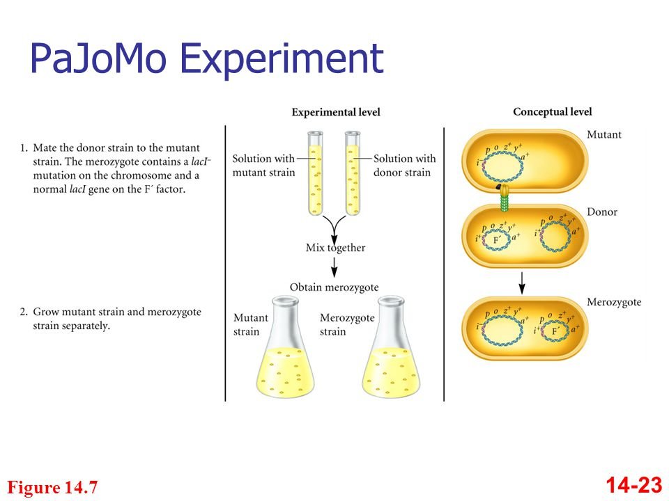 pajamo experiment