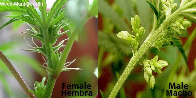 English and Español - Cannabis plant: difference between male and