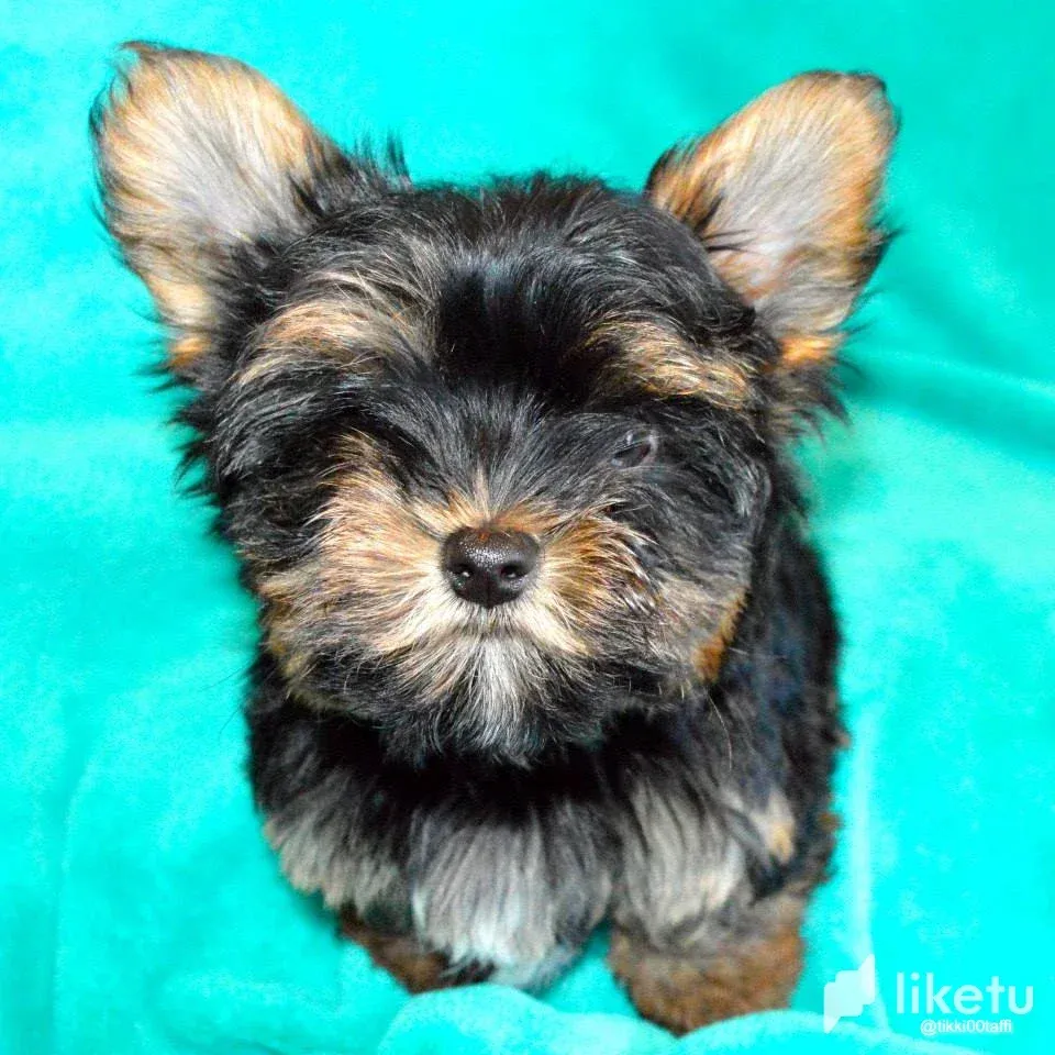 clfphiioz01778qsz5foe89y3_yorkie1.webp