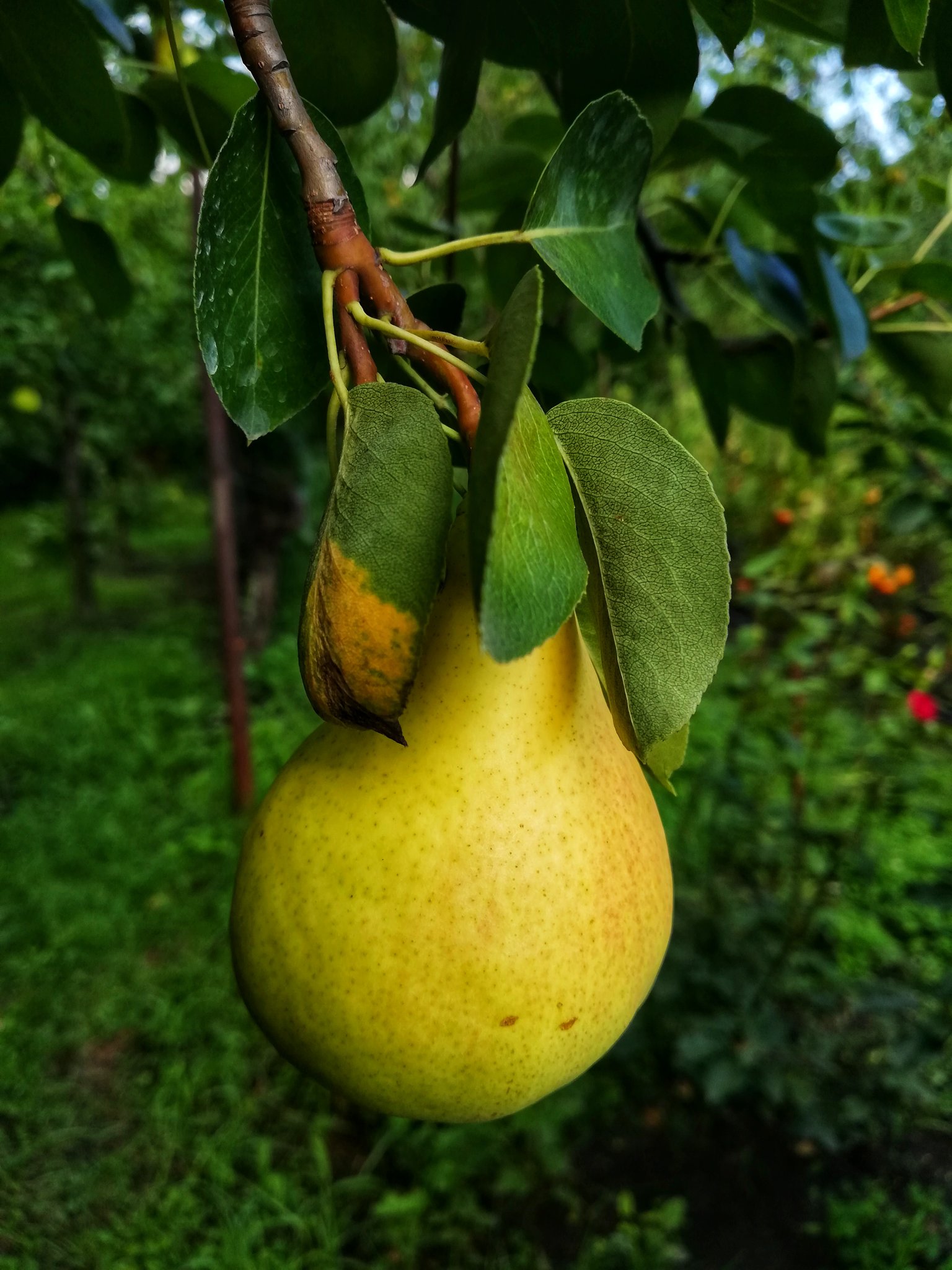 Photo Day - Fruits — Hive