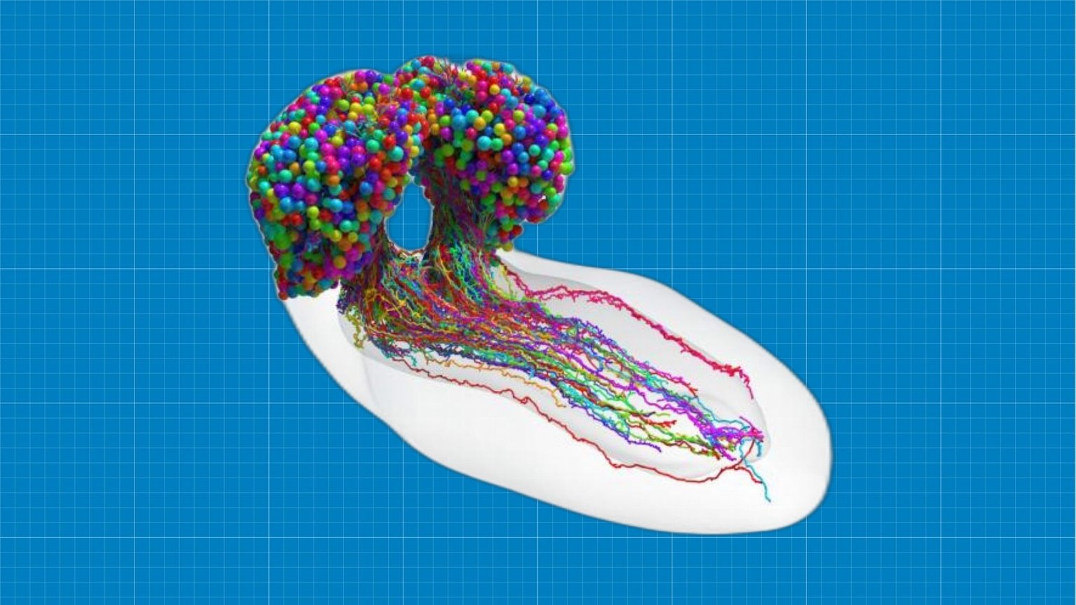 first-complete-map-of-the-wiring-of-an-insect-brain-primer-mapa