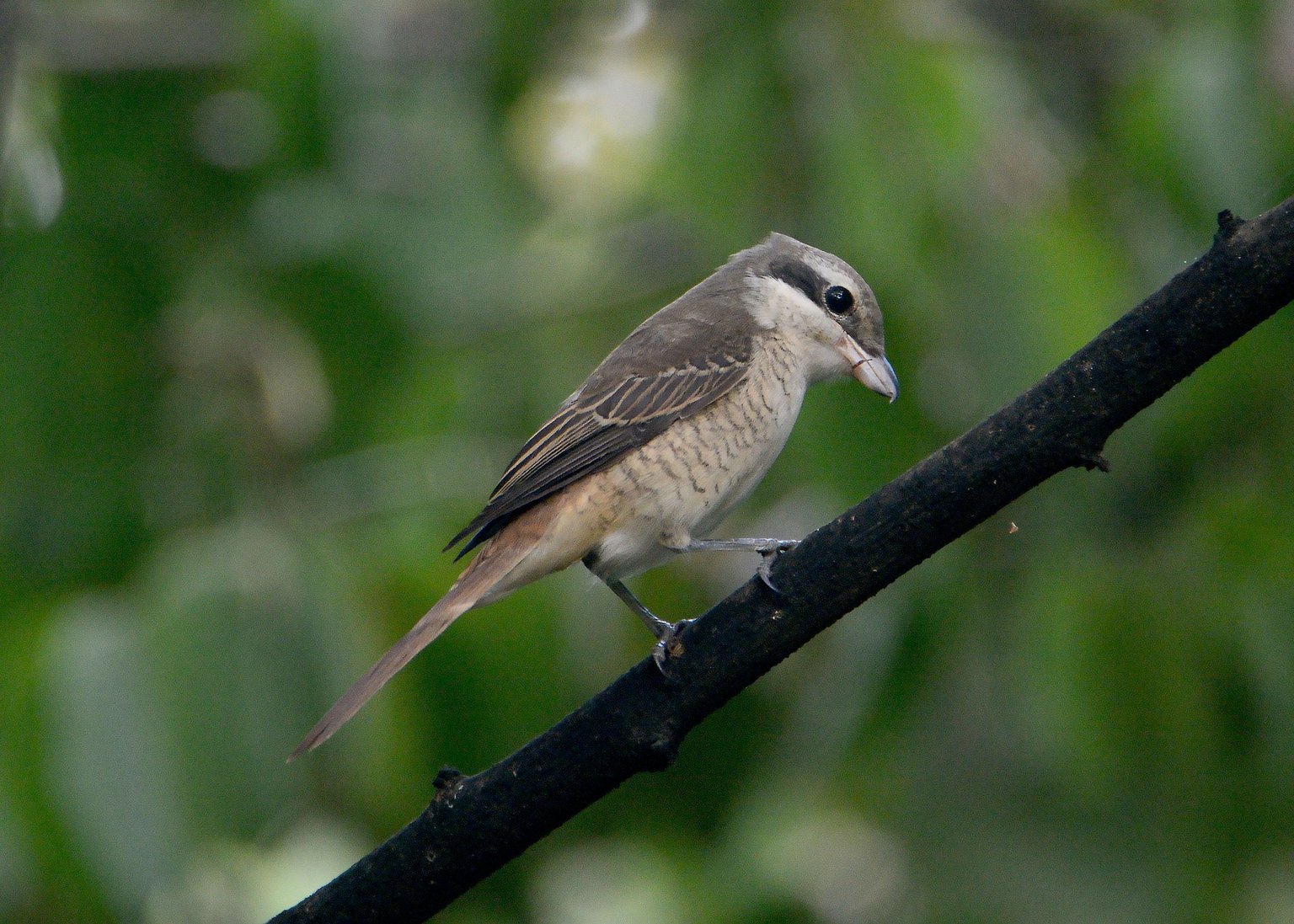 DSC_7888.jpg