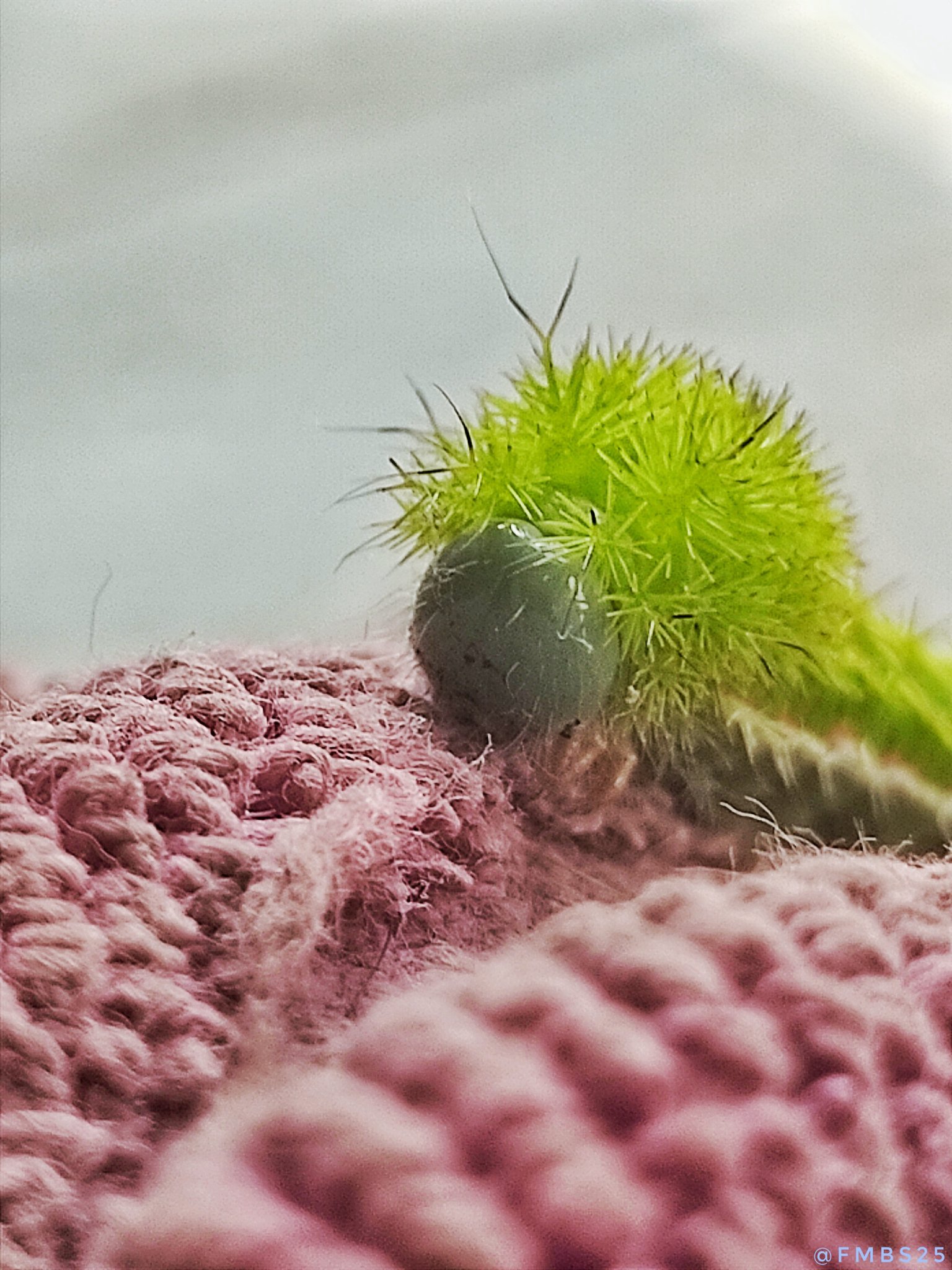Silk Moth Caterpillar - As Beautiful as it is Amazing [EN ...