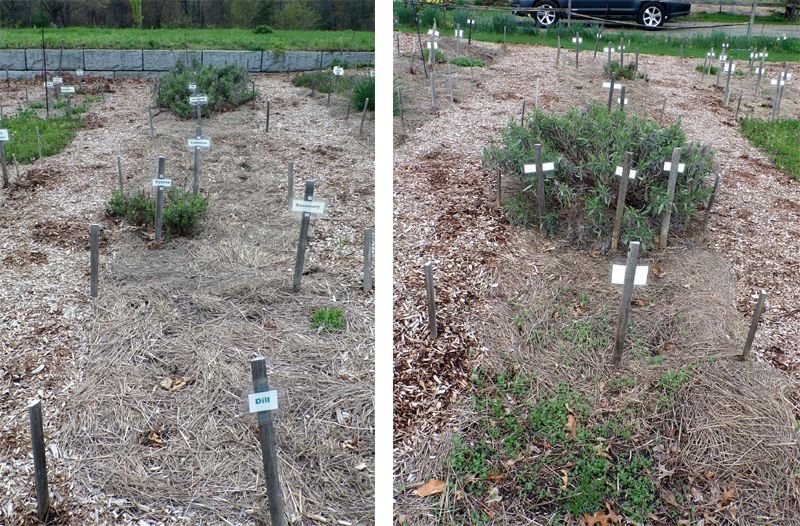 New Herb - Row 5E and W crop April 2023.jpg