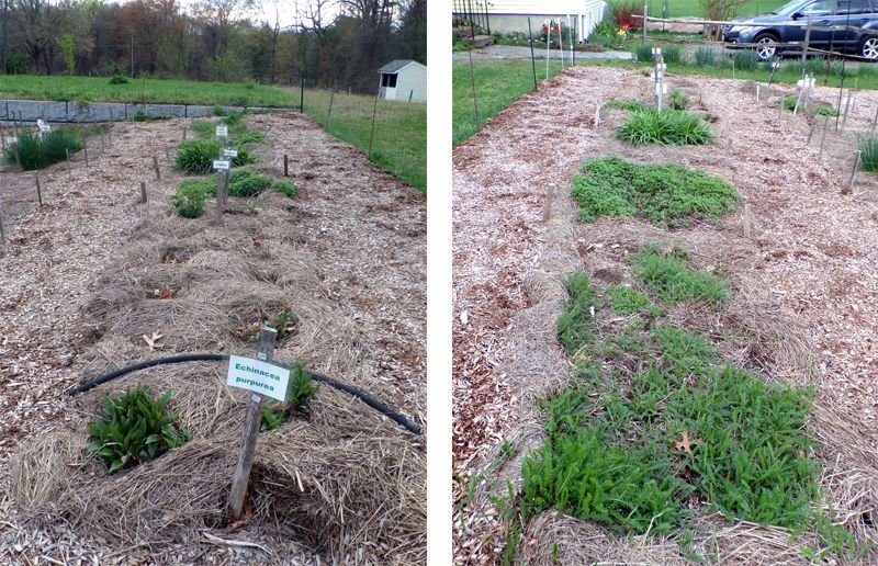 New Herb - Row 7E and W crop April 2023.jpg