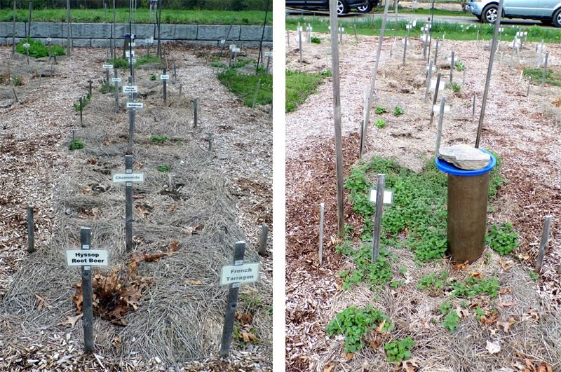 New Herb - Row 3E and W crop April 2023.jpg