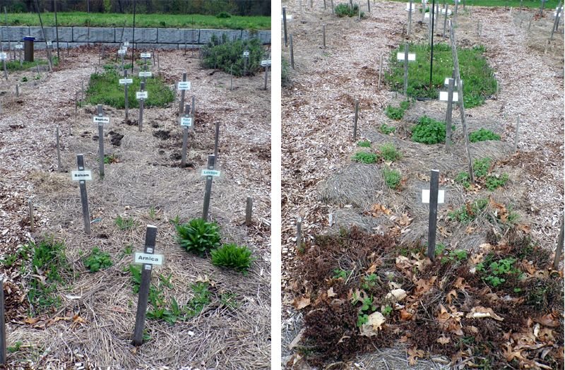 New Herb - Row 4E and W crop April 2023.jpg