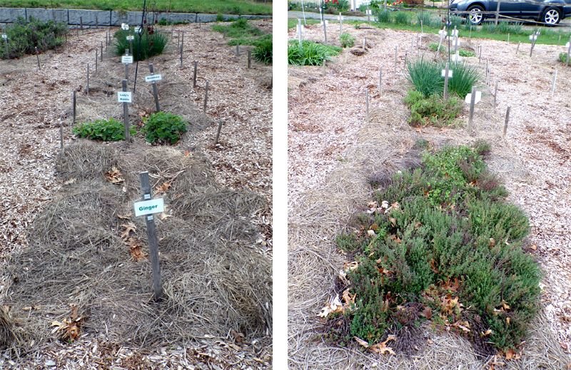 New Herb - Row 6E and W crop April 2023.jpg