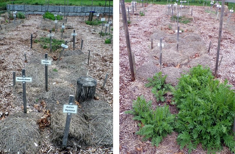 New Herb - Row 2E and W crop April 2023.jpg
