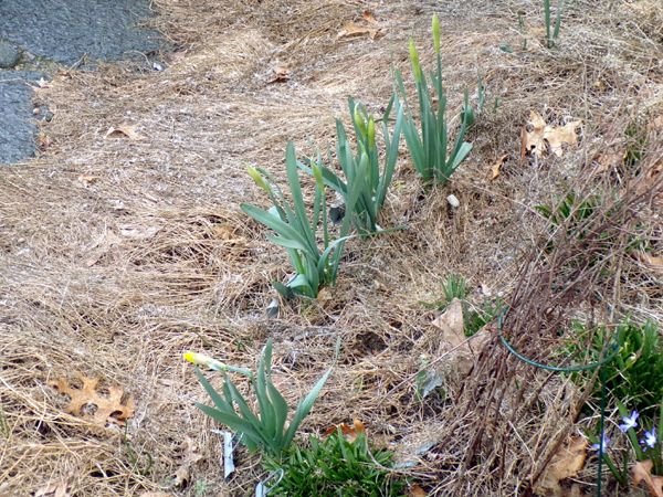 South - snow on daffodils crop March 2023.jpg