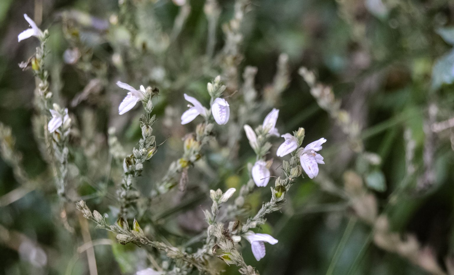 DSC_7115.jpg