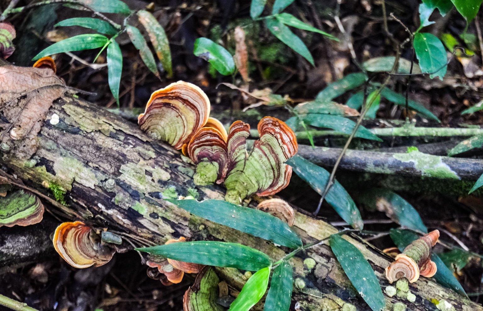 DSC_7164.jpg