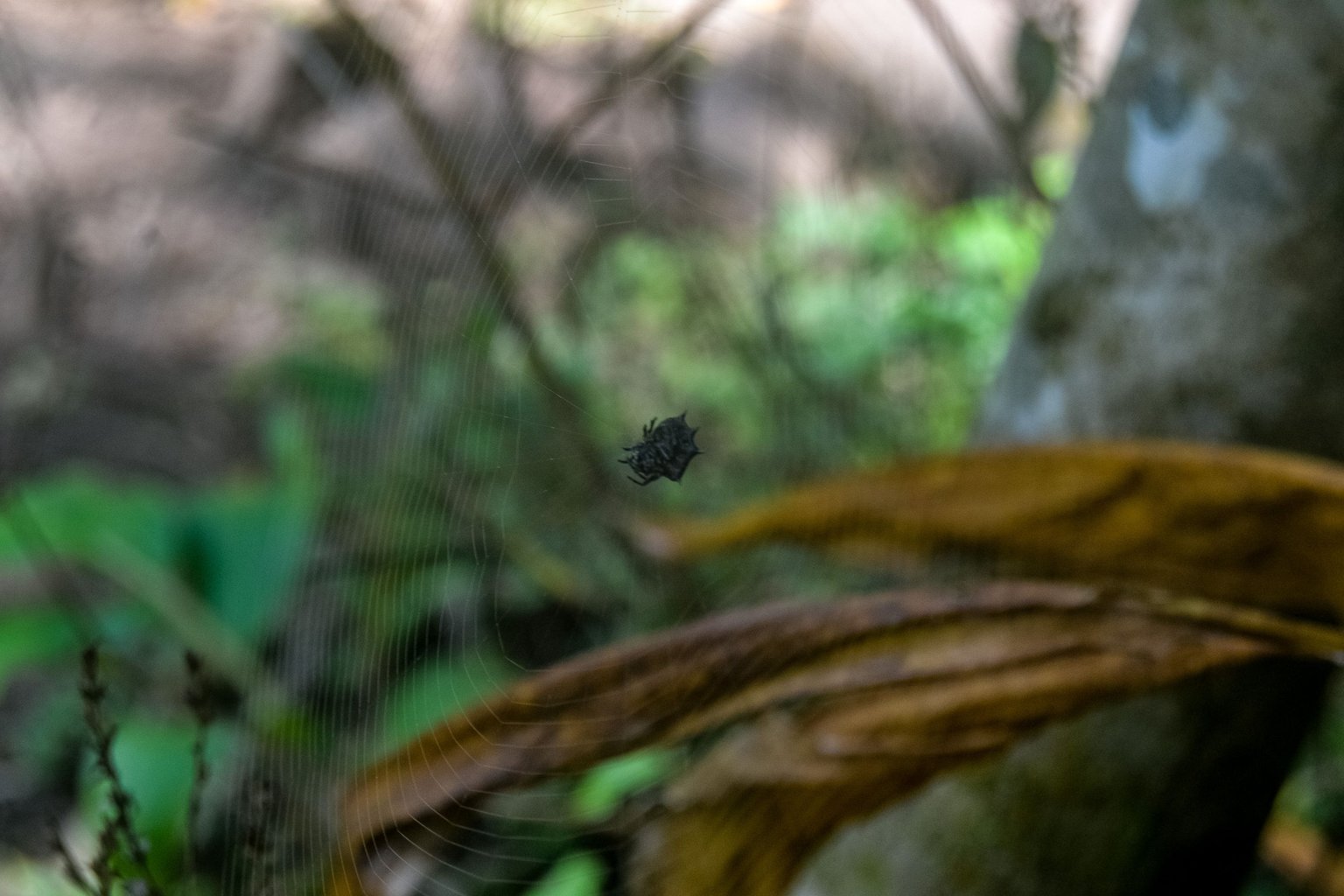 DSC_7127-2.jpg