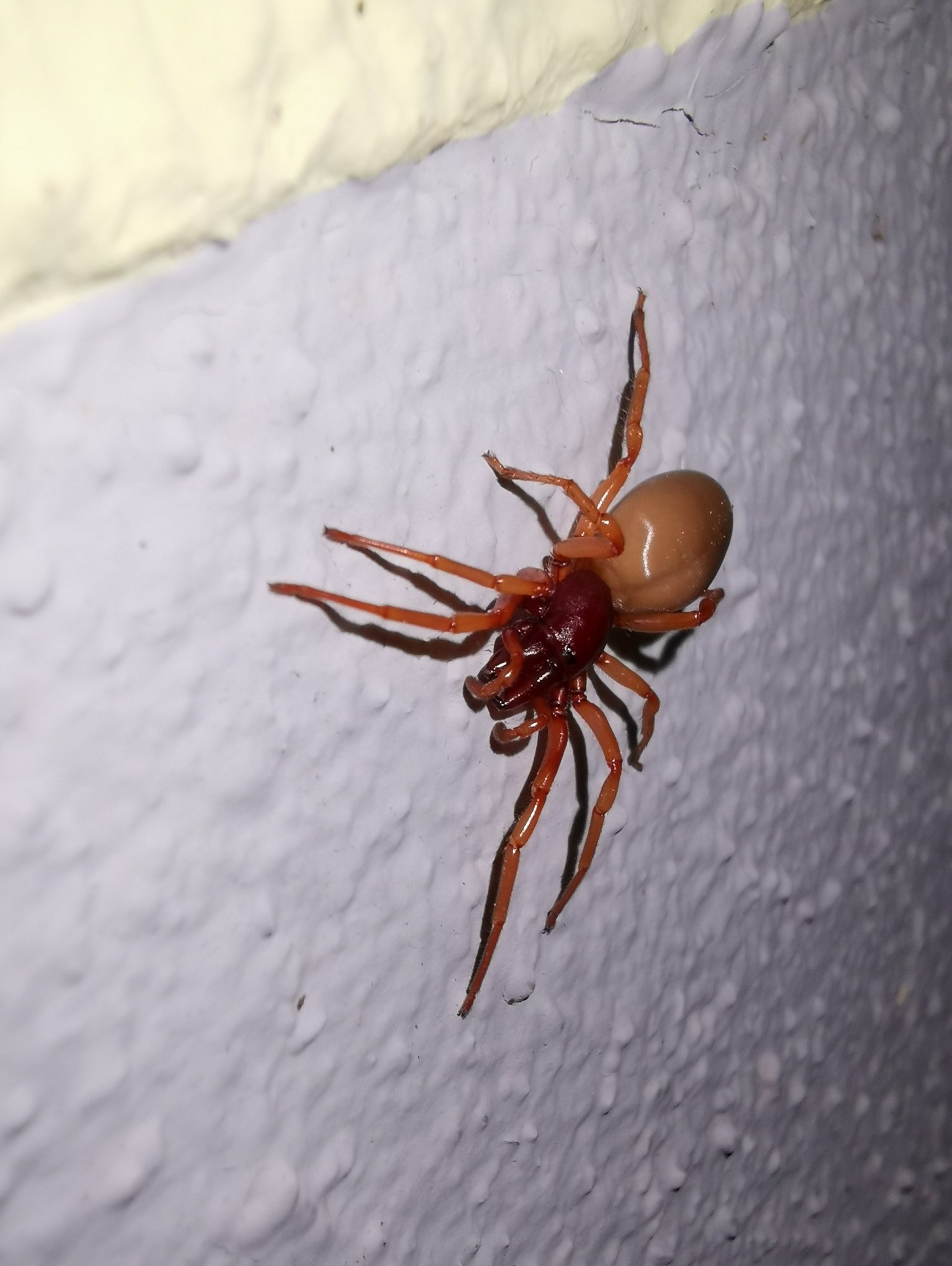 Australische Spinne an der Wand