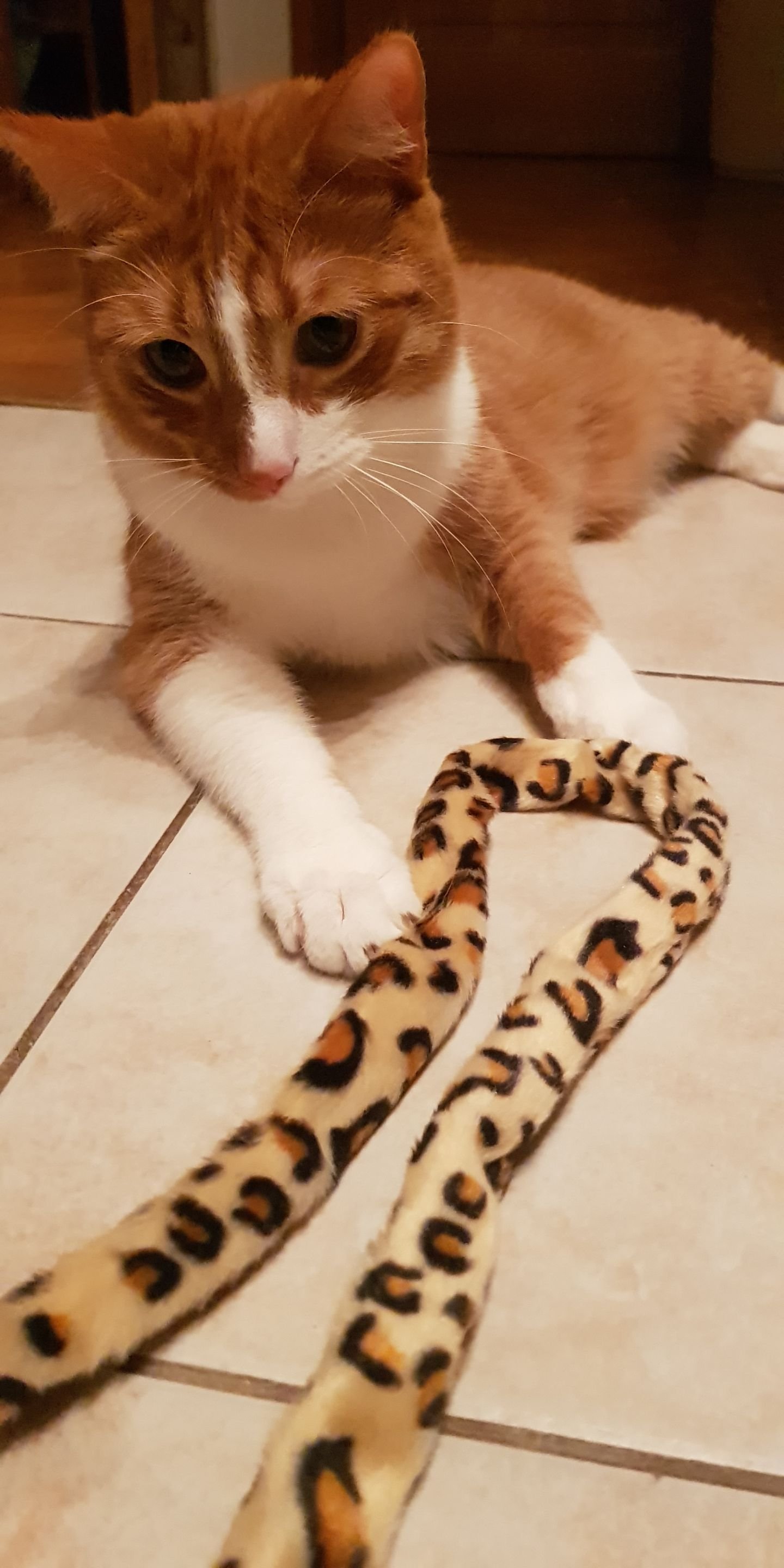 My cats' new toy - a leopard print fishing rod and a new