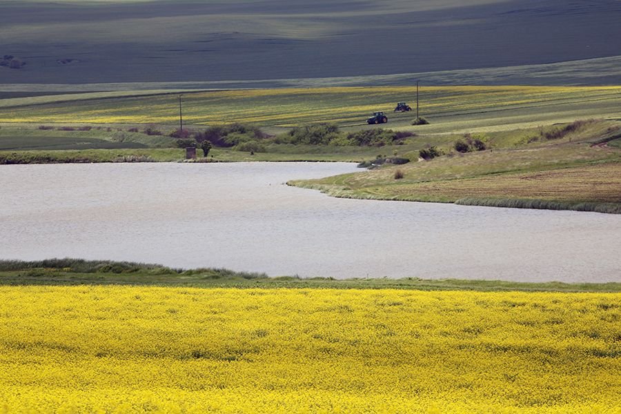 Roadside_in_May_005_s.jpg