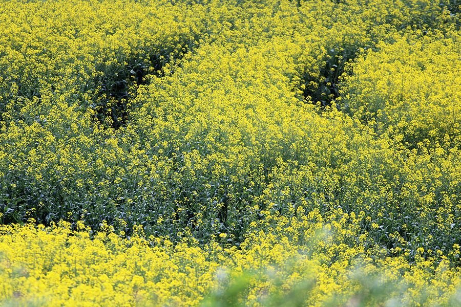 Roadside_in_May_006_s.jpg