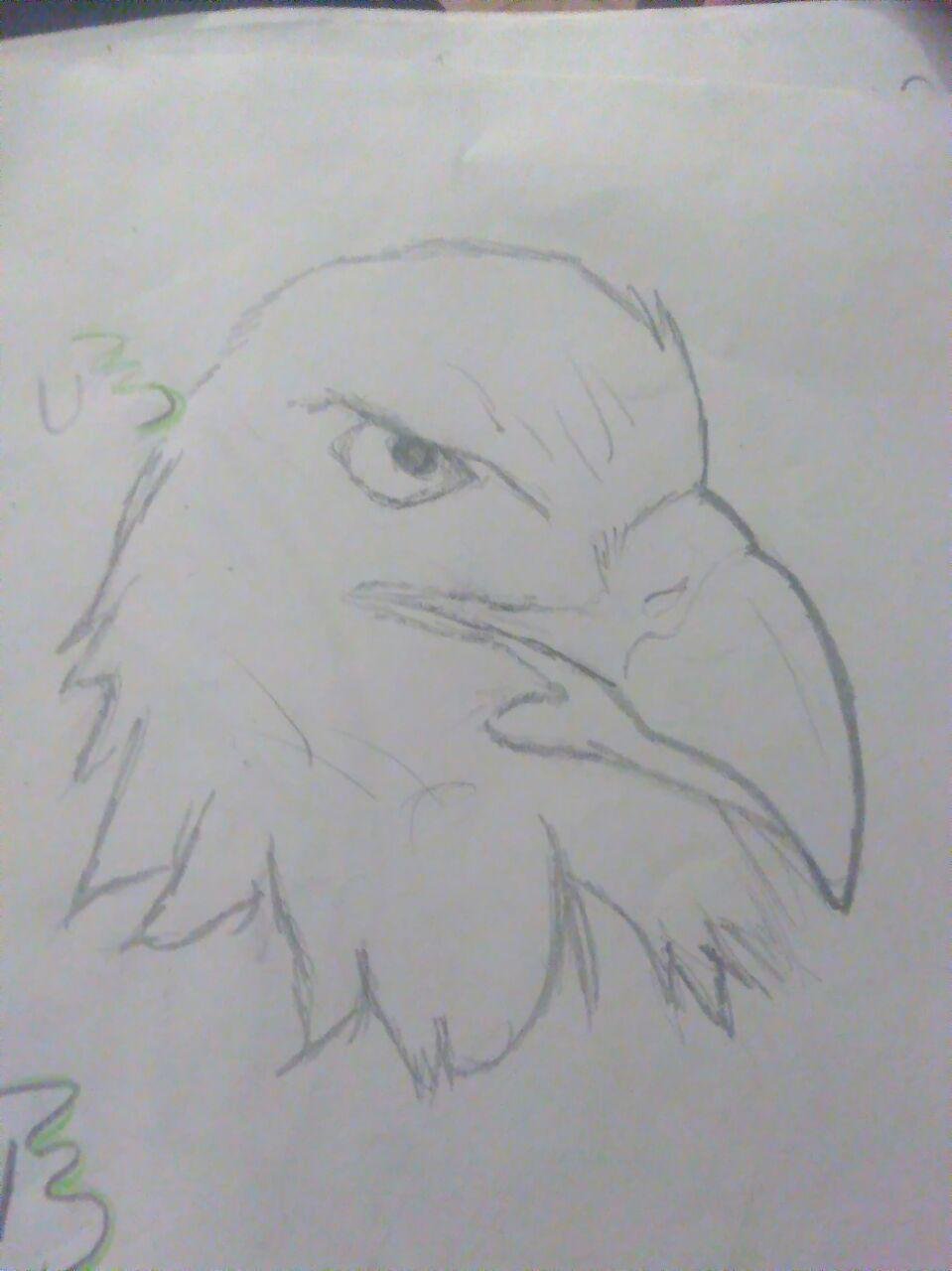 Drawing Eagle / Dibujando Aguila — Hive