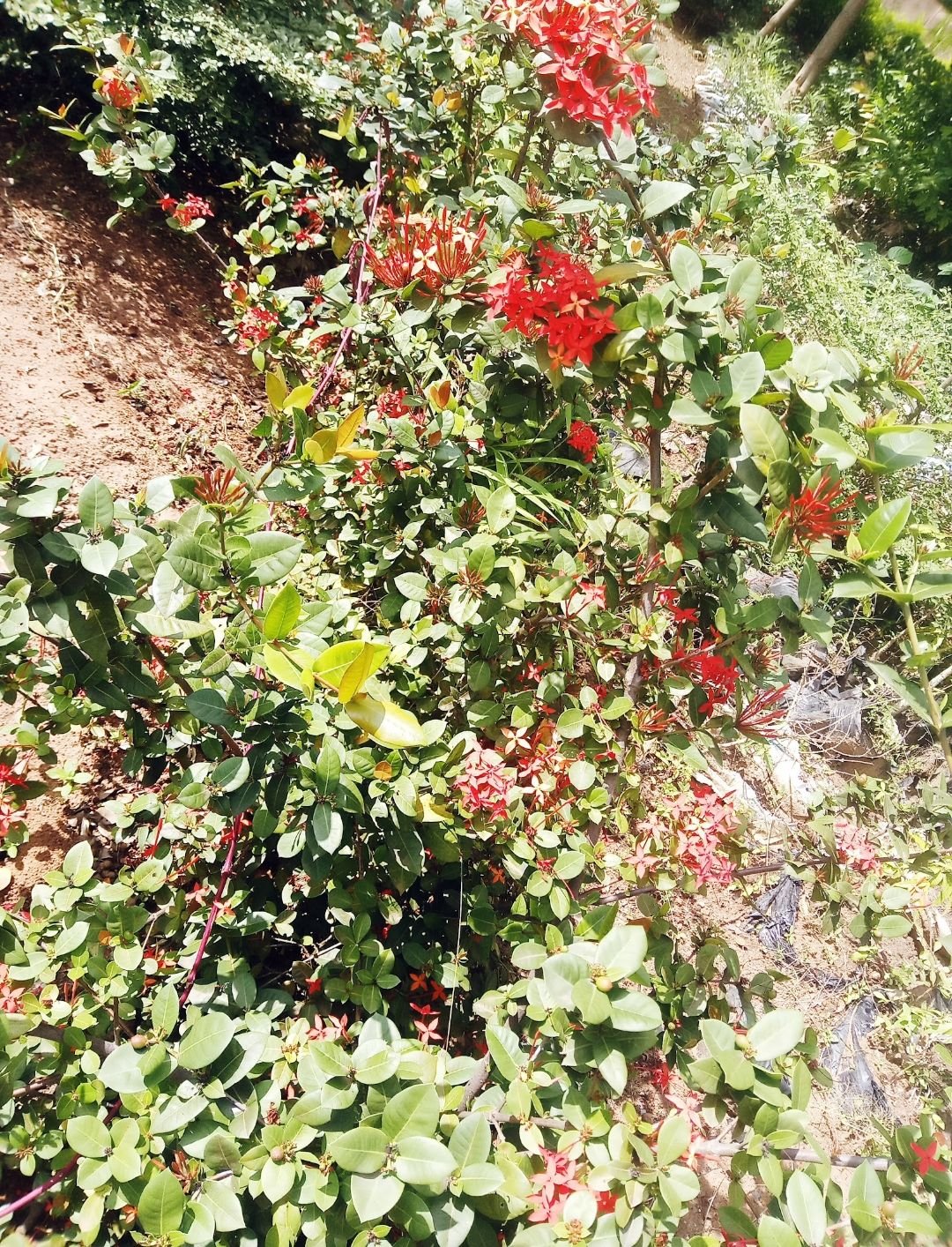 Screenshot_20240111-090121.jpg