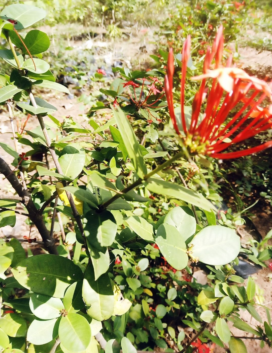 Screenshot_20240111-090110.jpg