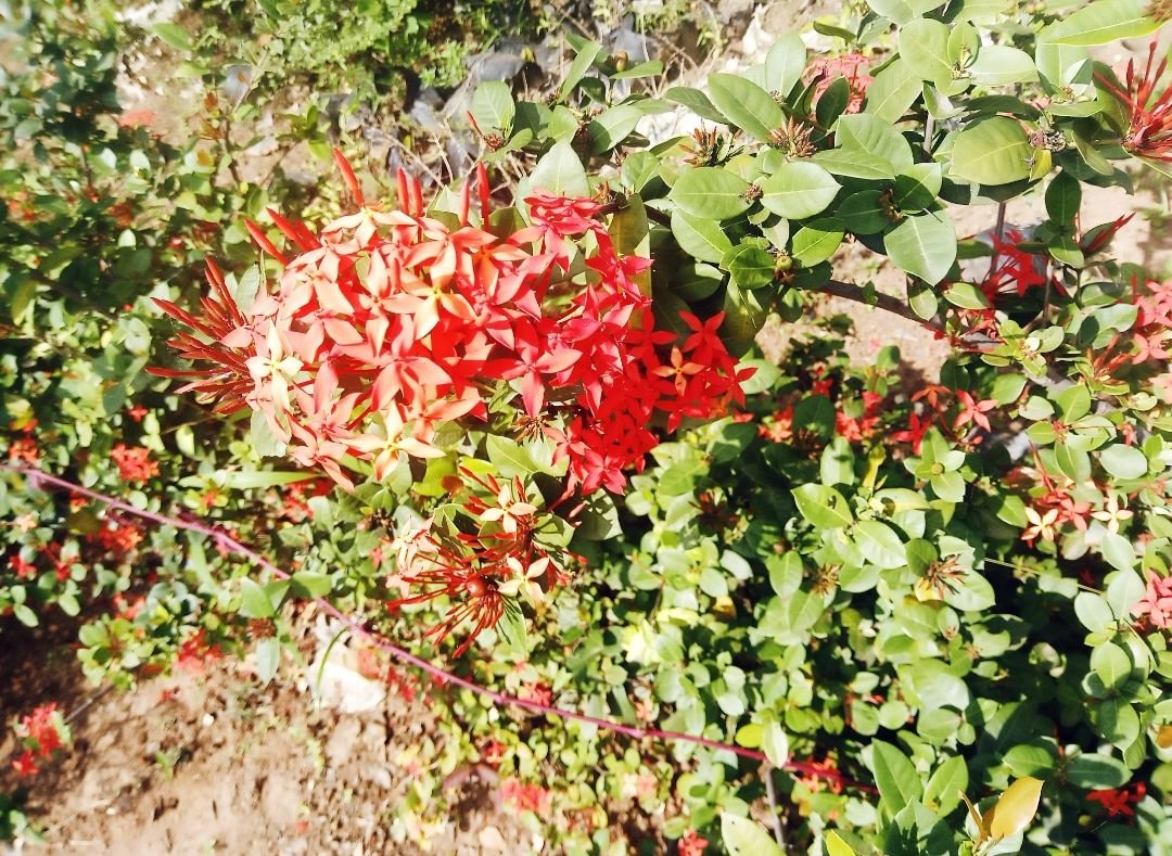 Screenshot_20240111-090139.jpg