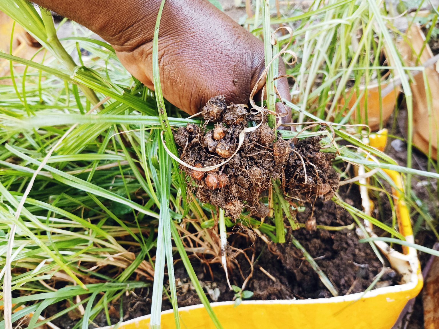 Harvesting And Processing ( Tiger Nut 🥜🥜 Farming ) Using The Mobile  Seedbed Techniques 🌿☘️🌱