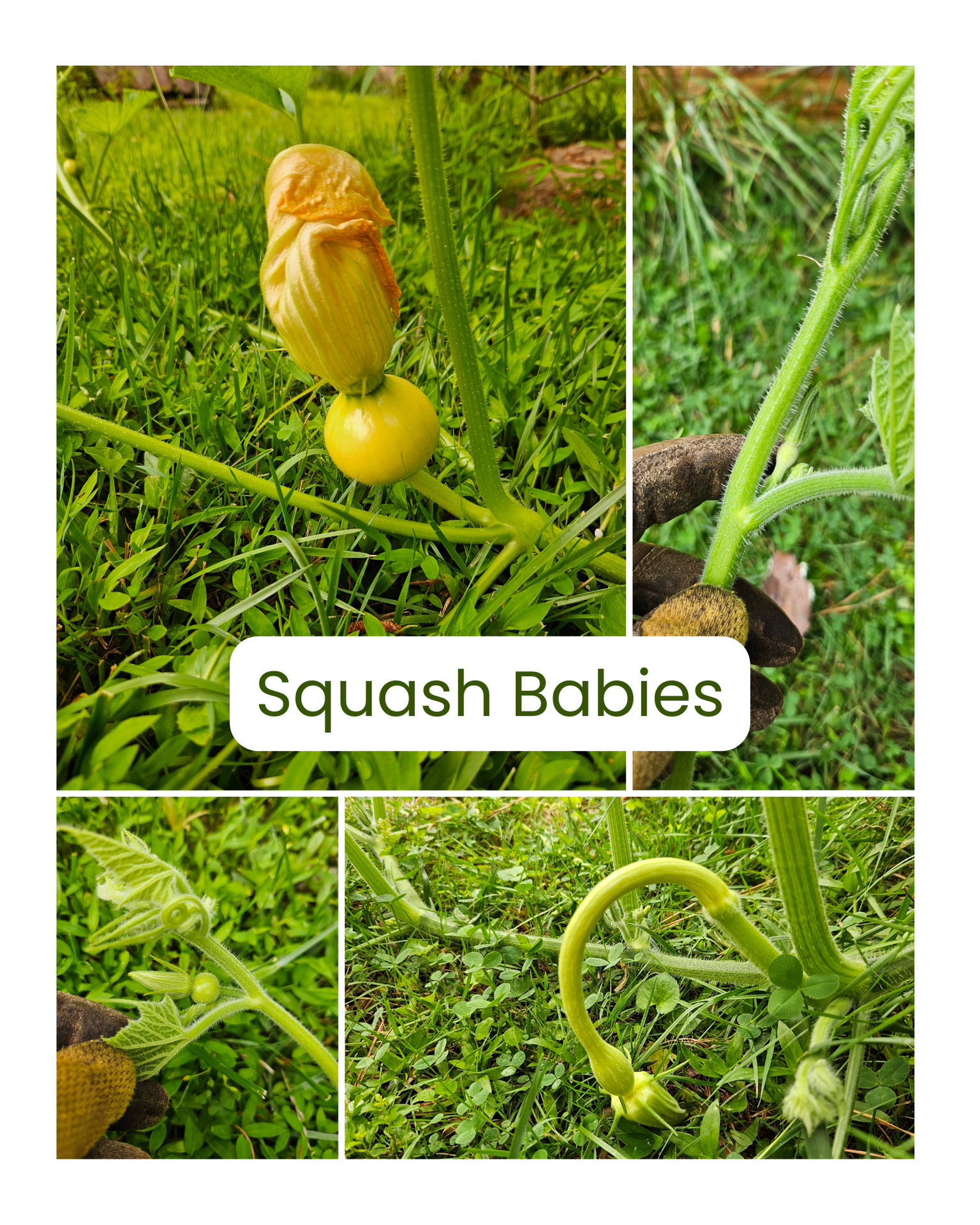 Squash Babies.png