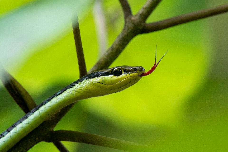 snake-7161713_960_720.jpg