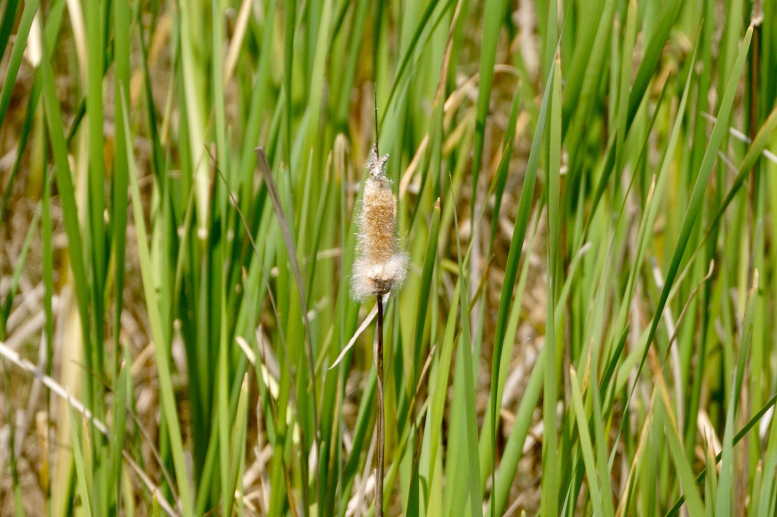 DSC09837.JPG