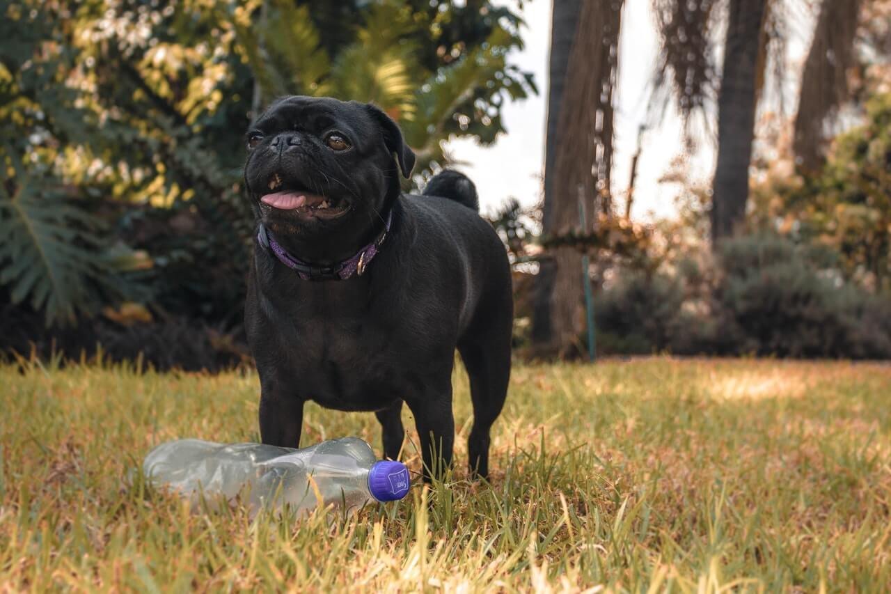 Why reusing your water bottle is more unhygienic than licking a dog toy -  Chronicle Live