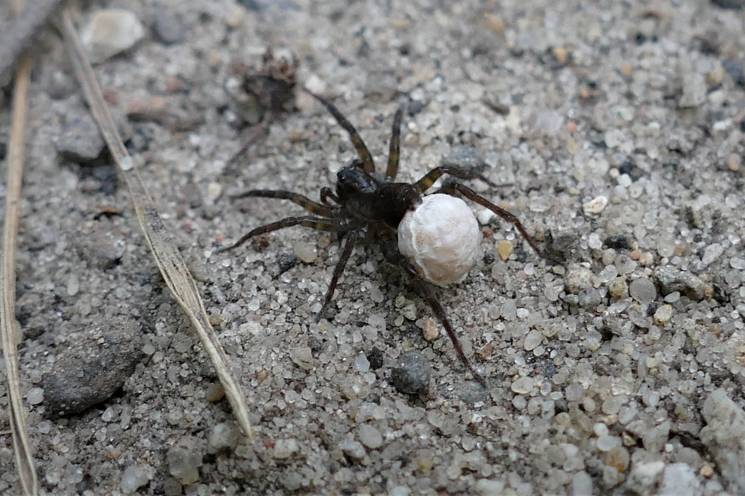 Pogońcowate. Wałęsak Zwyczajny (Pardosa Amentata) — Hive