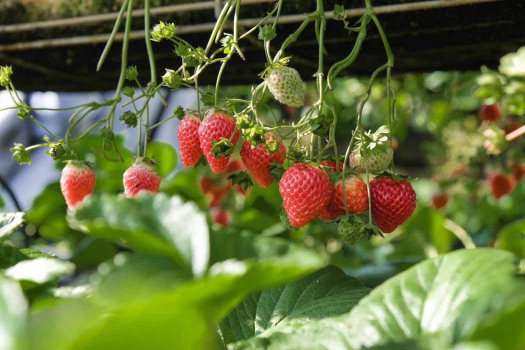 Strawberry farming in my country Kenya/ Agricultural mindset 