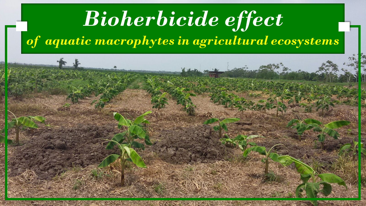 Bioherbicide effect of aquatic macrophytes in agricultural ecosystems