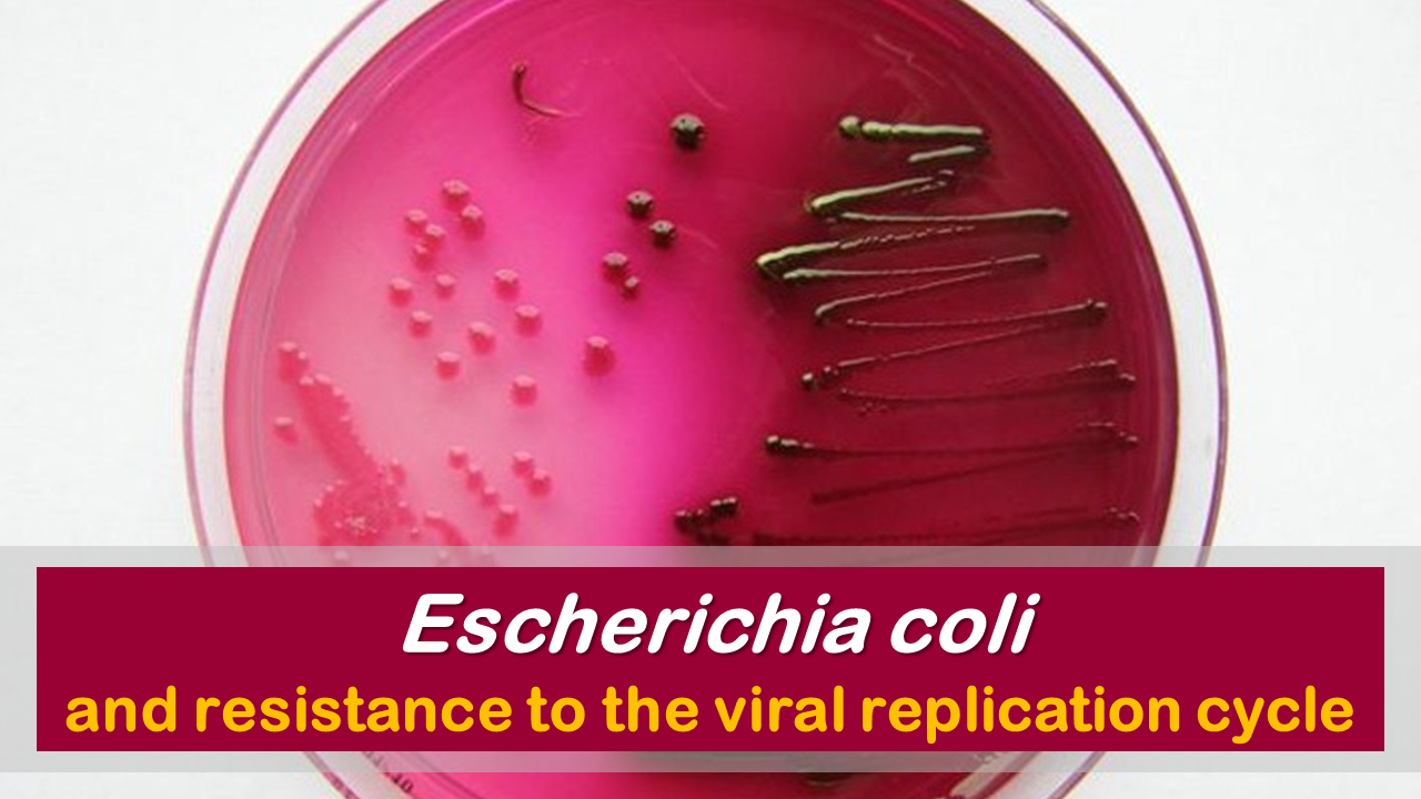 Escherichia coli and resistance to the viral replication cycle — Hive