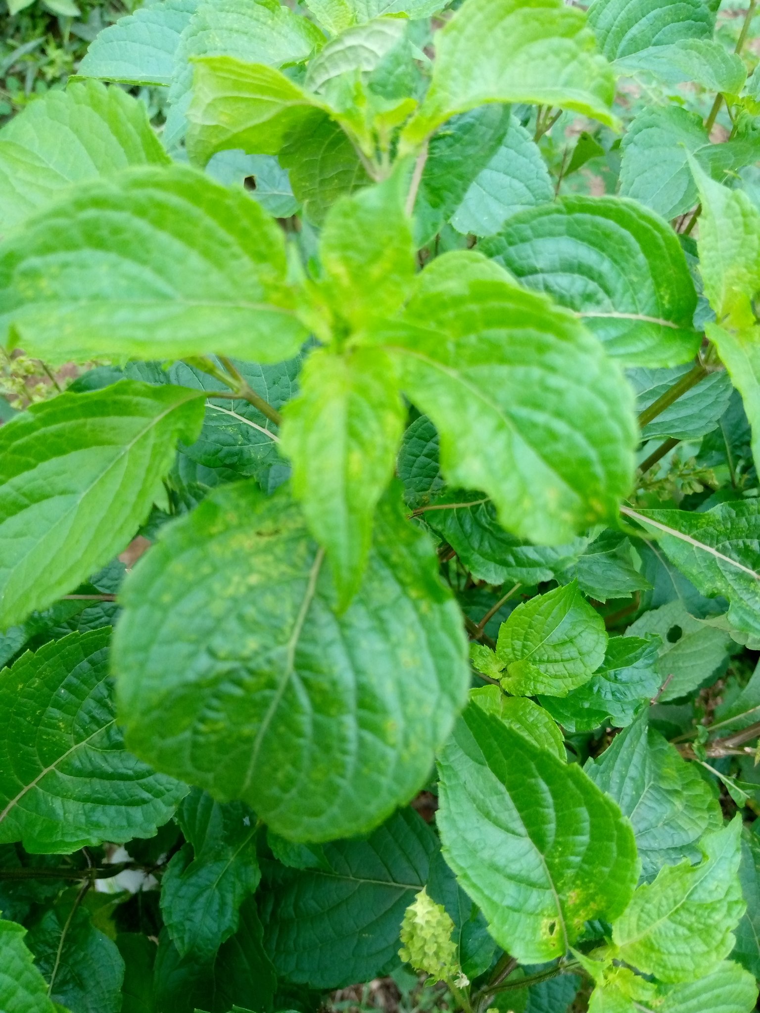 The Benefits of Scent Leaf Hive