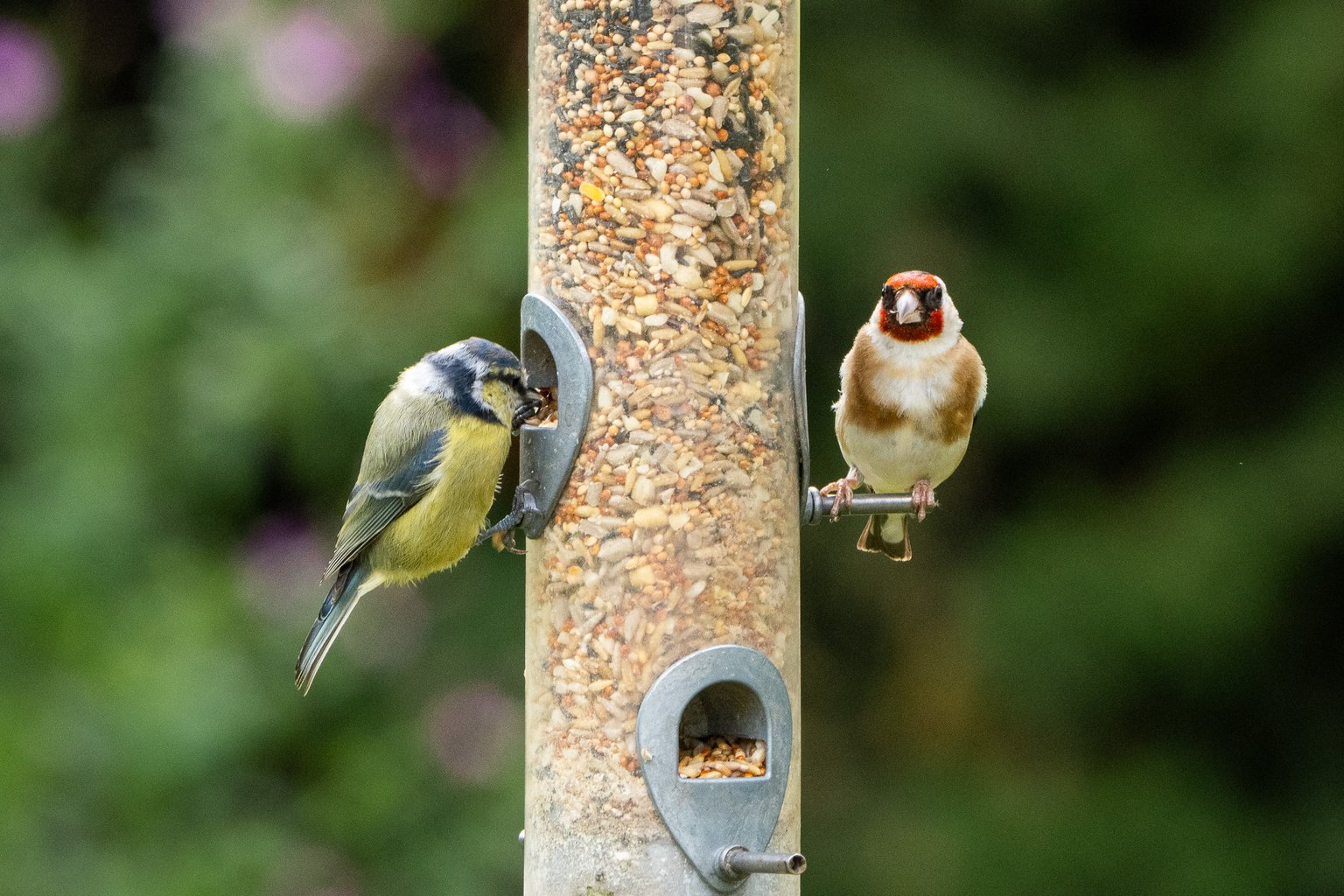 A Blue Tit and a Gold Finch feed from a feeder
