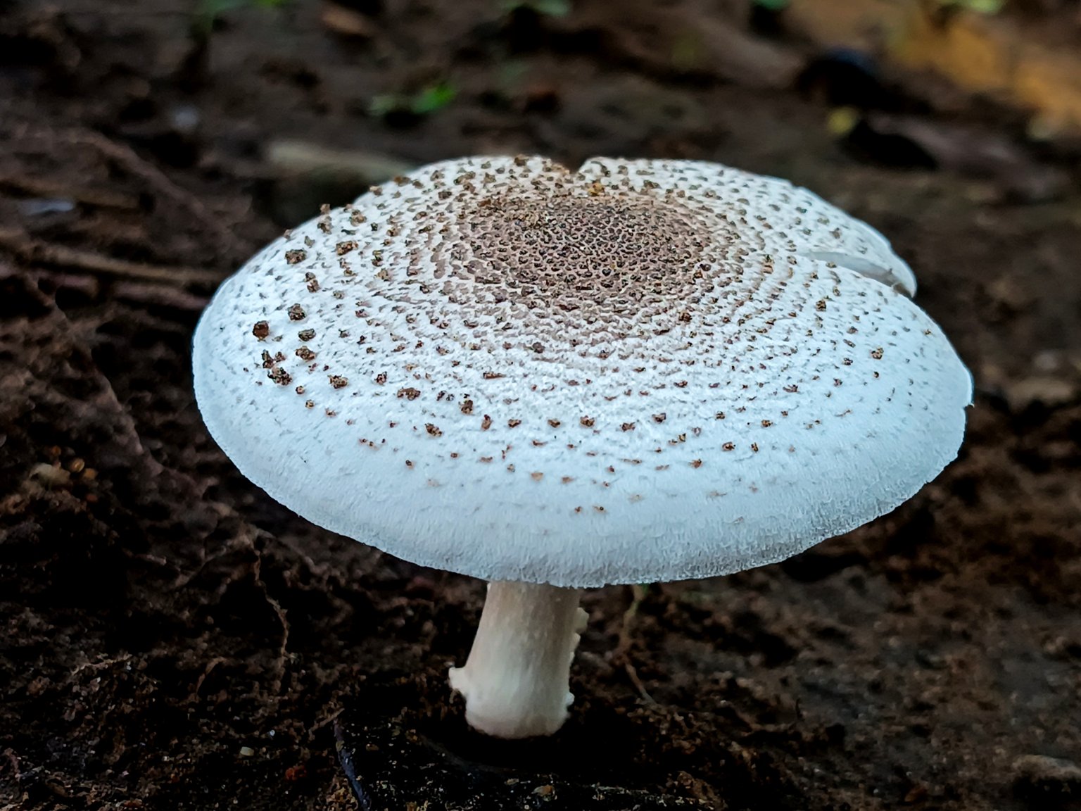 How I make mushrooms for my pieces! #fungi #mushrooms #art