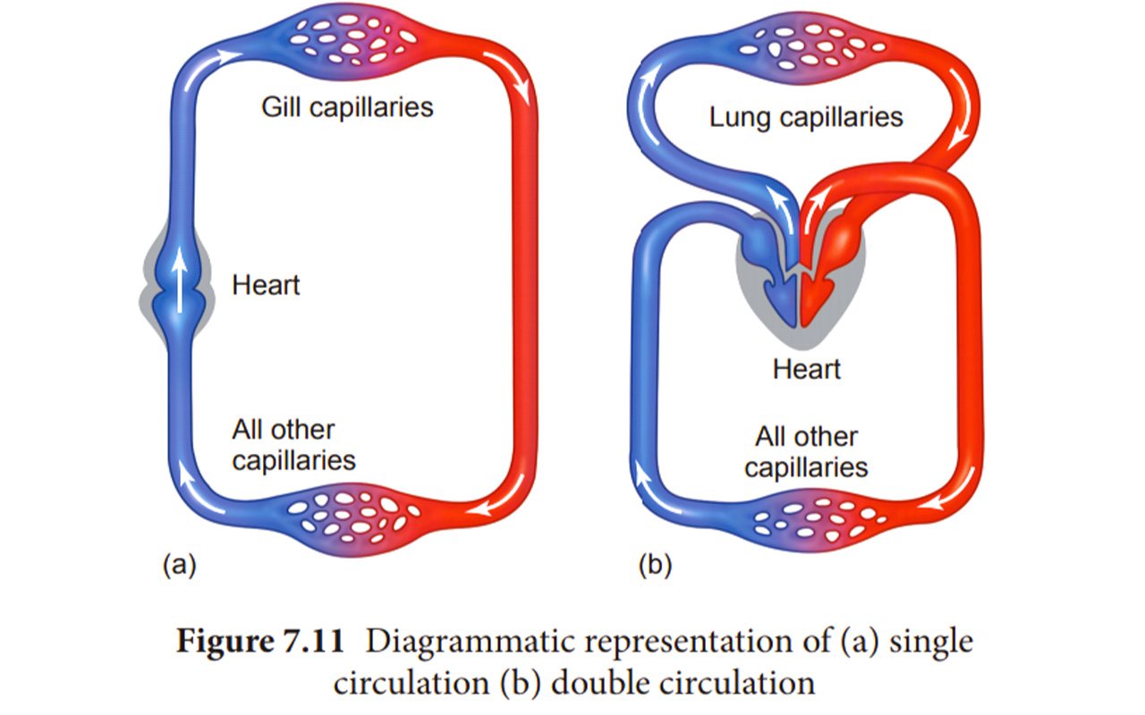 Circulatory Systems Hive