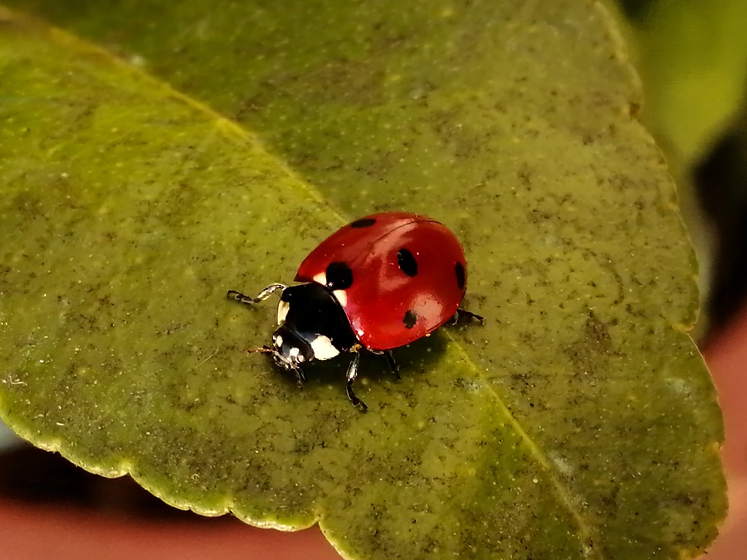 My friend Ladybug The best ally in nature against parasites