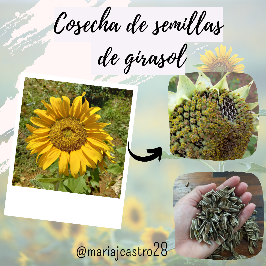Proceso de mi primera cosecha de semillas de girasol | Process of my first  harvest of sunflower seeds — Hive