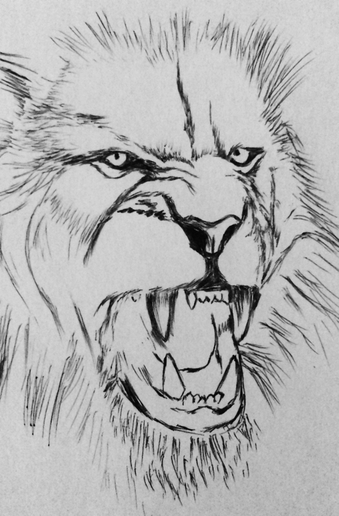 lion pencil drawing outline