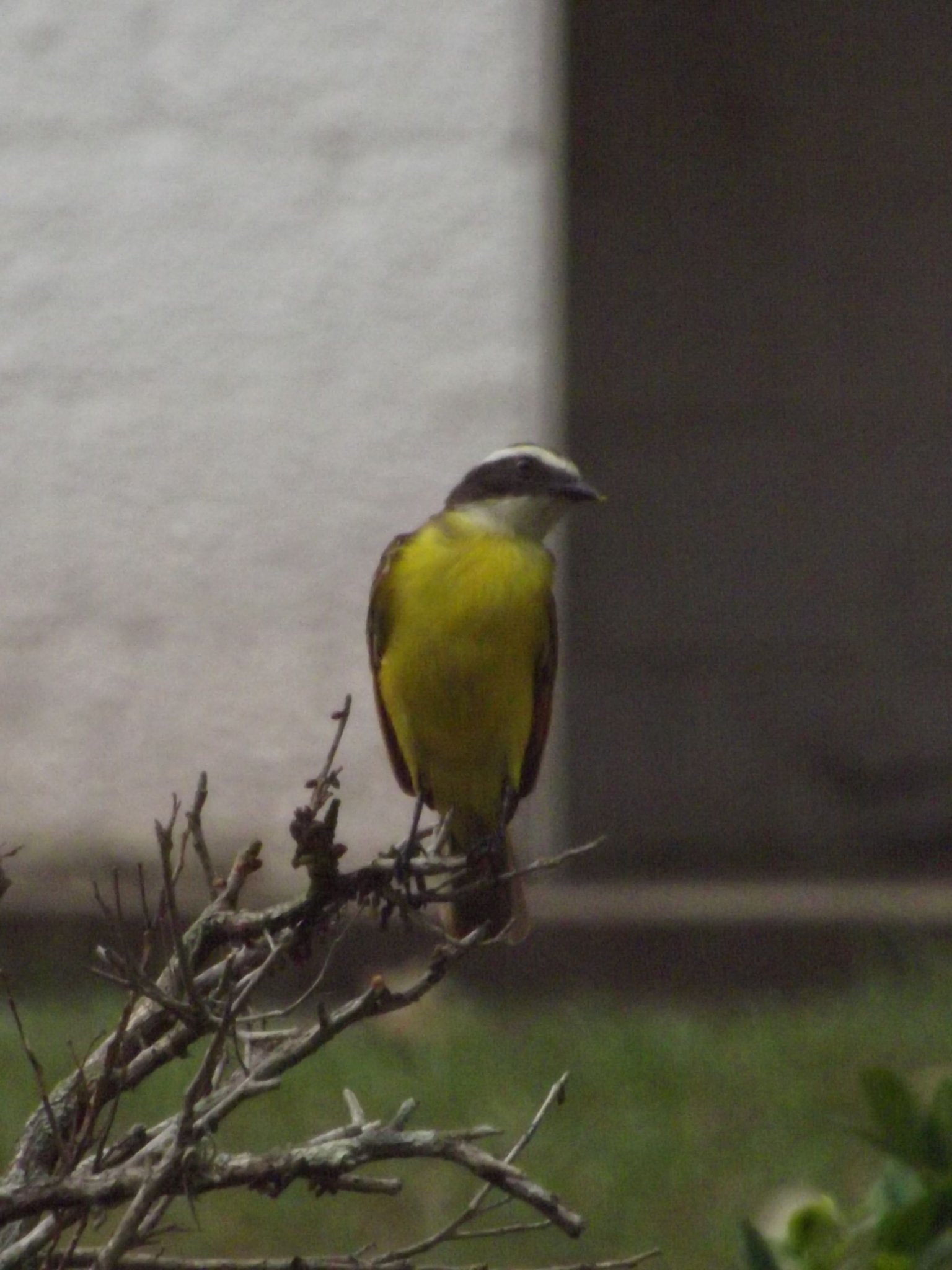 DSCF6277.JPG