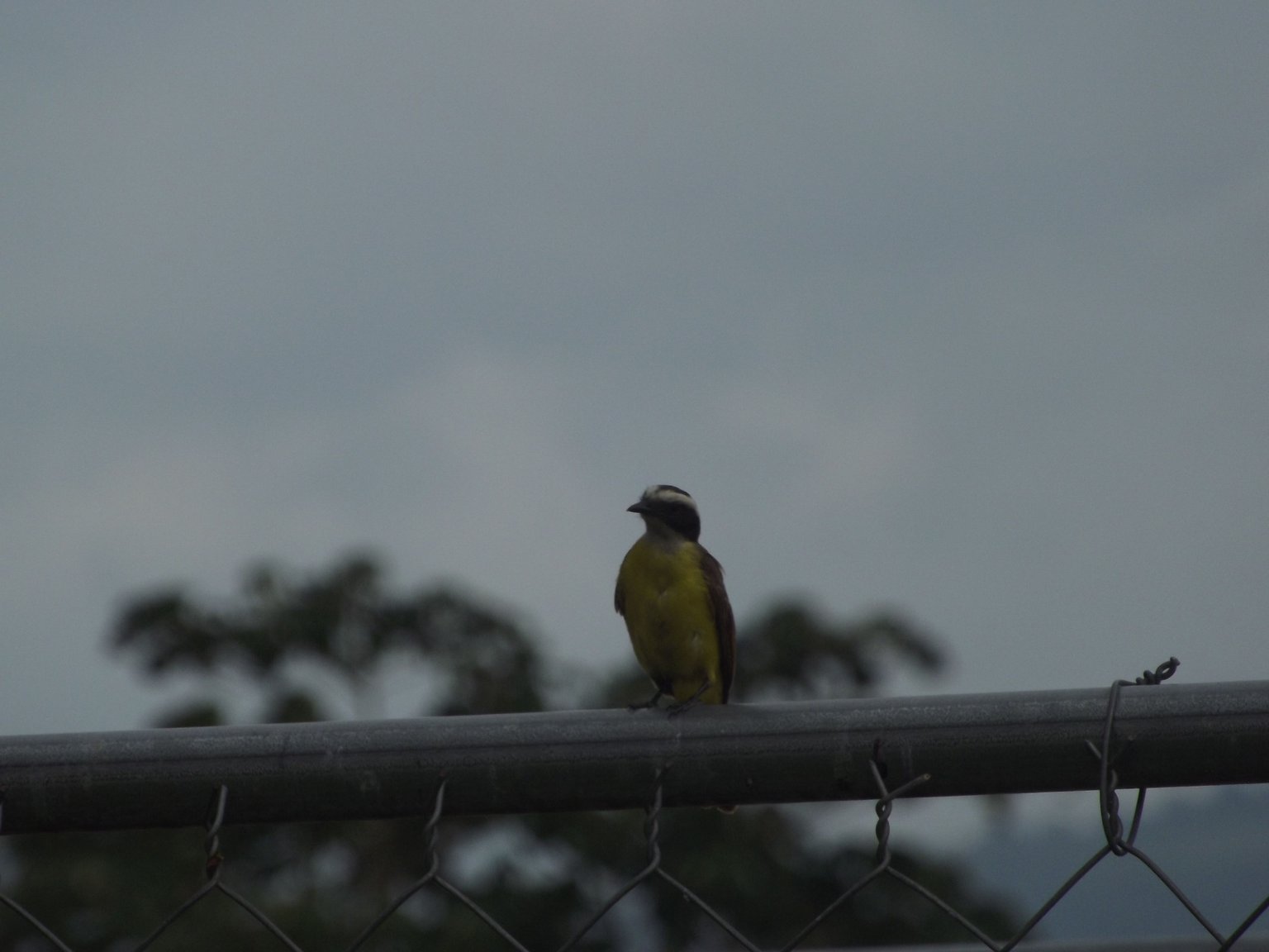 DSCF6272.JPG