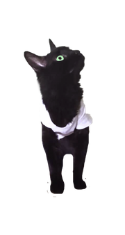 gato.png