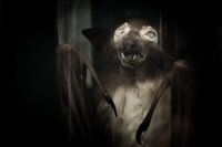spooky-bat-1443084866fVf (1).jpg