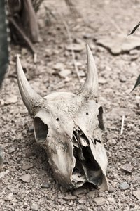 bull-skull.jpg
