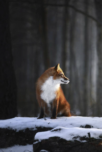 Dawn and the fox Photograph Natalia Ponikarova.png