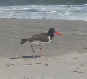 Bird on the Beach