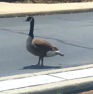 Canada Goose