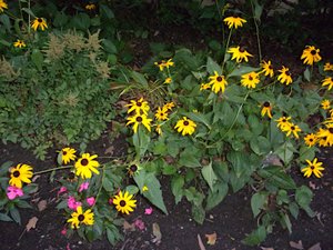 Yellow Flowers